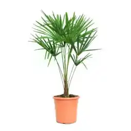 OBI Grow by Obi Hanfpalme Angebot