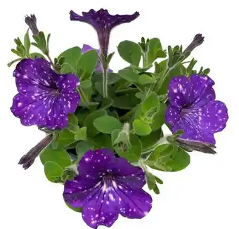OBI Grow by Obi Petunia Sternenhimmel Petunia-Hybride Angebot