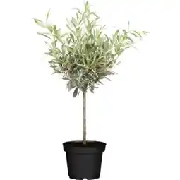 OBI Grow by Obi Olivenbaum Stamm Angebot