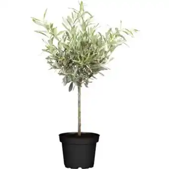 OBI Grow by Obi Olivenbaum Stamm Angebot