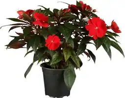 OBI Grow by Obi Edellieschen Angebot