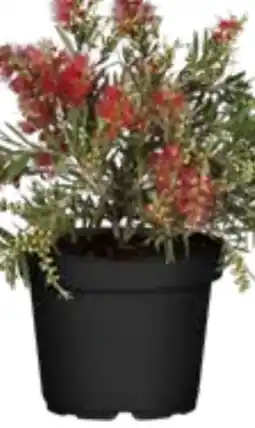 OBI Grow by Obi Zylinderputzer Angebot