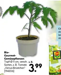 Hellweg Bio- Gourmet- Gemüsepflanzen Angebot