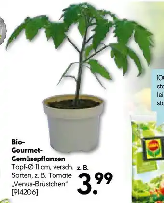 Hellweg Bio- Gourmet- Gemüsepflanzen Angebot