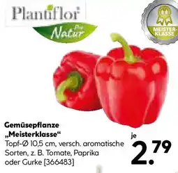 Hellweg Gemüsepflanze Meisterklasse Angebot