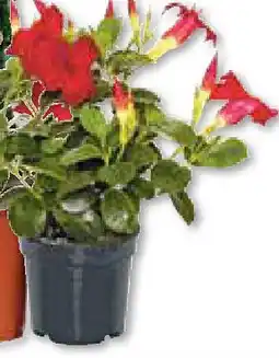 Hellweg Dipladenia Sundaville Angebot
