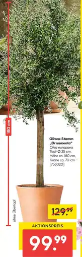 Hellweg Oliven-Stamm Ornamento Angebot