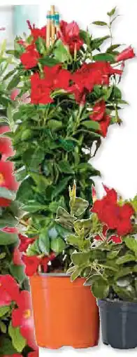 Hellweg Dipladenia-Pyramide Angebot