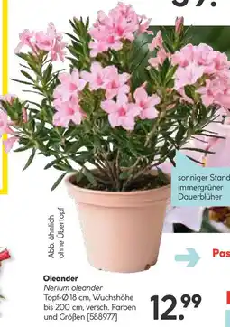 Hellweg Oleander Angebot