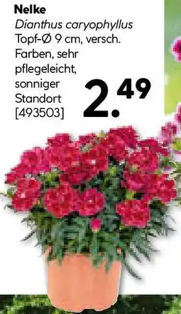 Hellweg Nelke Angebot