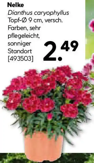Hellweg Nelke Angebot