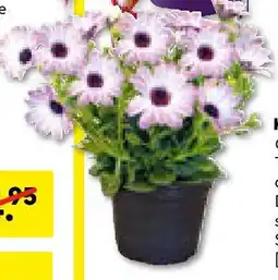 Hellweg Kapkörbchen Angebot