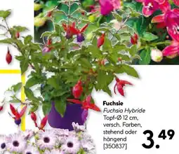 Hellweg Fuchsie Angebot