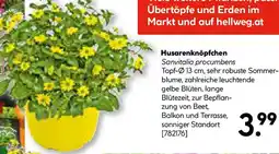 Hellweg Husarenknöpfchen Angebot