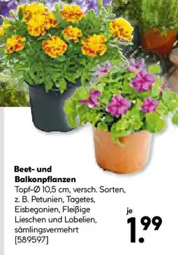 Hellweg Beet- und Balkonpflanzen Angebot