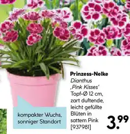 Hellweg Prinzess-Nelke Angebot