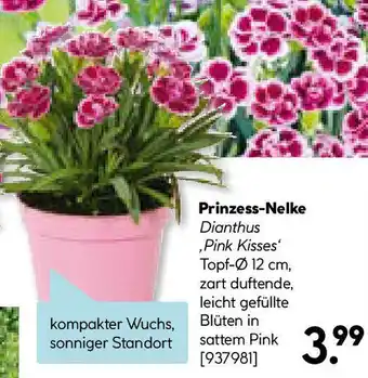 Hellweg Prinzess-Nelke Angebot