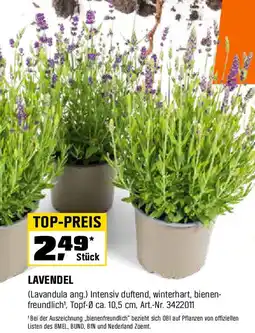 OBI Lavendel Angebot