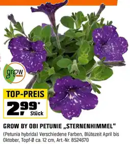 OBI Petunie sternenhimmel Angebot