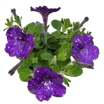 OBI Edellieschen Topf-Ø ca. 12 cm Impatiens OBI Angebot