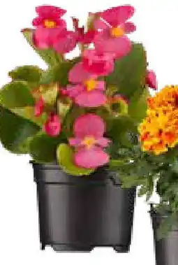 OBI Beetware Angebot