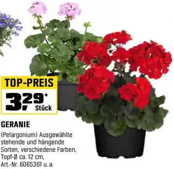 OBI Geranie Angebot