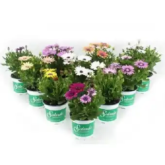 OBI Kapkörbchen Topf-Ø ca. 10,5 cm Osteospermum OBI Angebot
