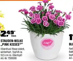 OBI Stauden-nelke pink kisses Angebot