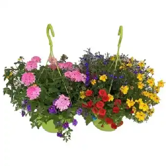 OBI Gattungsmix Ampel Topf-Ø ca. 27 cm OBI Angebot
