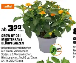OBI Mediterrane blühpflanzen Angebot