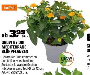 OBI Mediterrane blühpflanzen Angebot