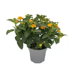 OBI Wandelröschen Orange Höhe ca. 15 cm Topf-Ø ca. 12 cm Lantana camara OBI Angebot
