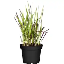 OBI Japanisches Blutgras Red Baron Braunrot Topf-Ø ca.14 cm Imperata OBI Angebot
