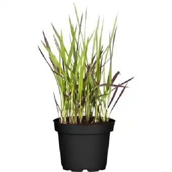 OBI Japanisches Blutgras Red Baron Braunrot Topf-Ø ca.14 cm Imperata OBI Angebot