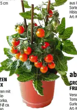 OBI Gemüsepflanzen mit frucht mix Angebot