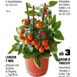 OBI Gemüsepflanzen mit Frucht Mix OBI Angebot