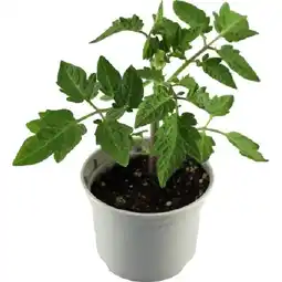OBI Tomate Harzfeuer Topf-Ø ca. 10,5 cm Solanum lycopersicum OBI Angebot