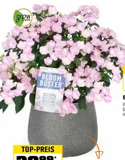 OBI Hortensie bloombuster Angebot