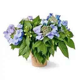 OBI Hortensie Bloombuster Blau Höhe ca. 30 - 40 cm Hydrangea Hybride OBI Angebot