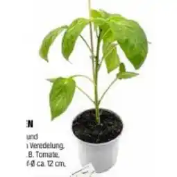 OBI Gemüsepflanzen Mix veredelt versch. Sorten OBI Angebot