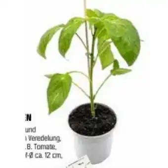 OBI Gemüsepflanzen Mix veredelt versch. Sorten OBI Angebot