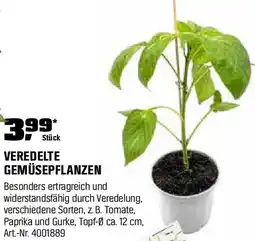 OBI Veredelte gemüsepflanzen Angebot