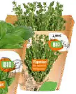 OBI Aromatische Kräuter Angebot