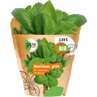 OBI Bio Basilikum Topf-Ø ca. 13 cm Ocimum basilicum OBI Angebot