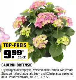 OBI Bauernhortensie Angebot