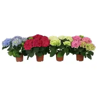OBI Bauernhortensie Höhe ca. 40 - 50 cm Topf-Ø ca. 19 cm Hydrangea macrophylla OBI Angebot