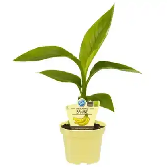 OBI Blu Japanische Faserbanane Topf-Ø ca. 12 cm OBI Angebot
