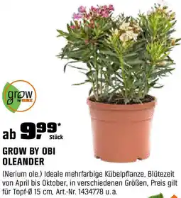 OBI Oleander Angebot