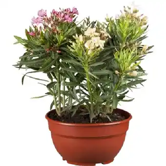 OBI Oleander Multicolor Höhe ca. 50 cm Topf-Ø ca. 15 cm Nerium oleander OBI Angebot