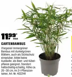 OBI Gartenbambus Angebot